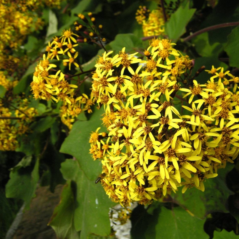 Velvet Groundsel Senecio petasites
